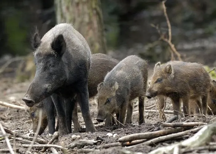 Chalet 't Veluws Stulpje 