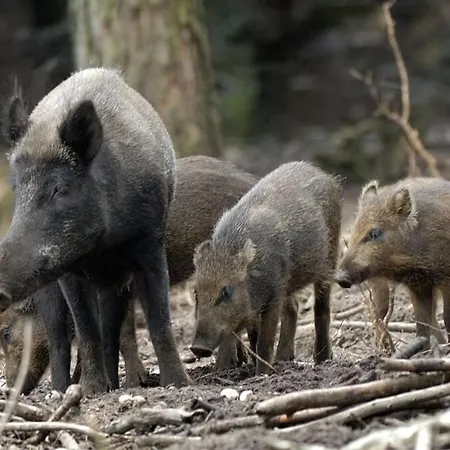 Chalet 't Veluws Stulpje 